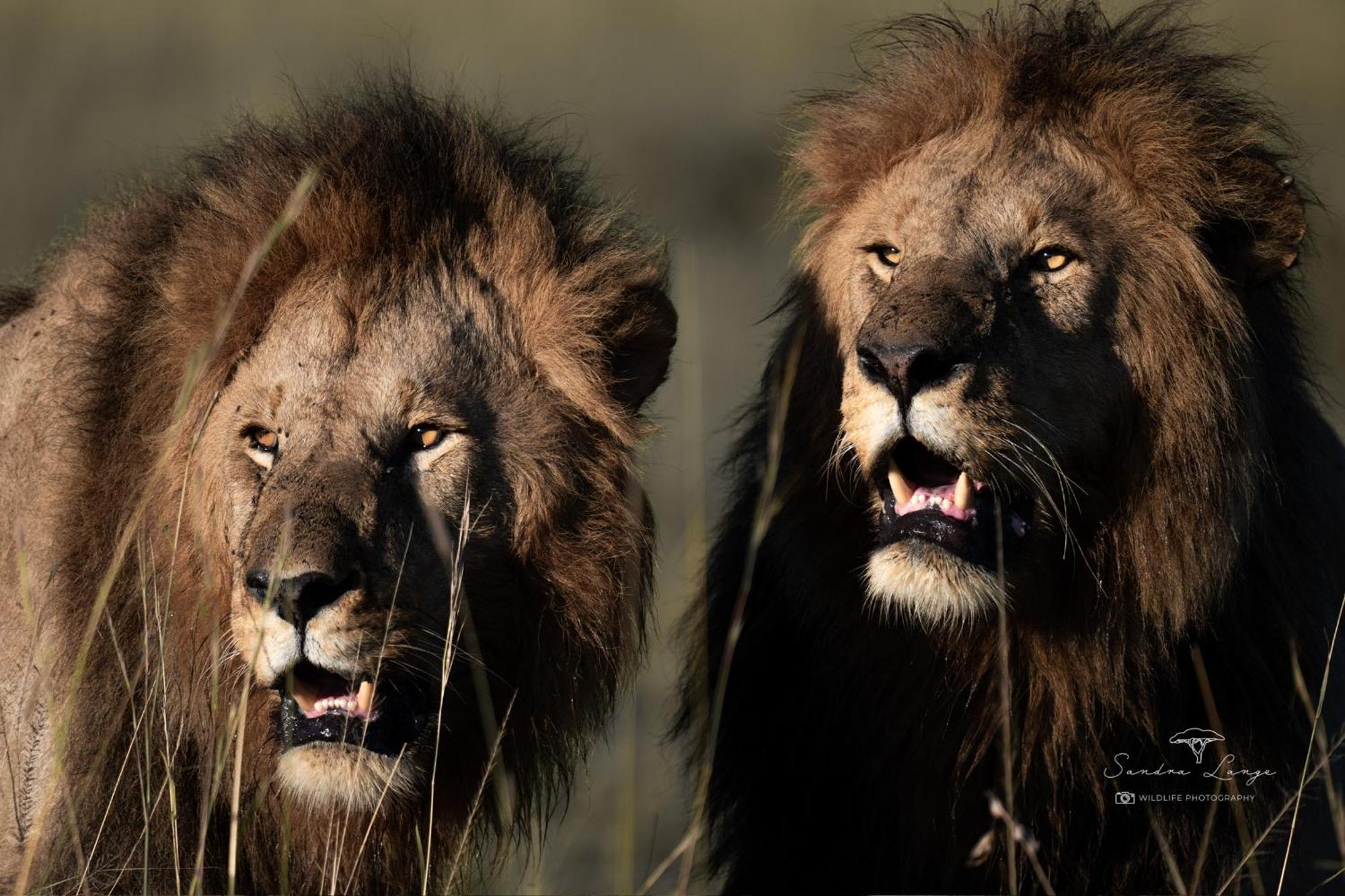 Olkinyei Mara Tented Camp Talek Экстерьер фото