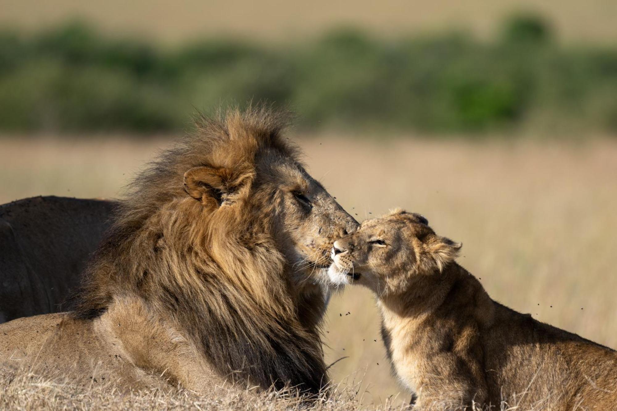 Olkinyei Mara Tented Camp Talek Экстерьер фото