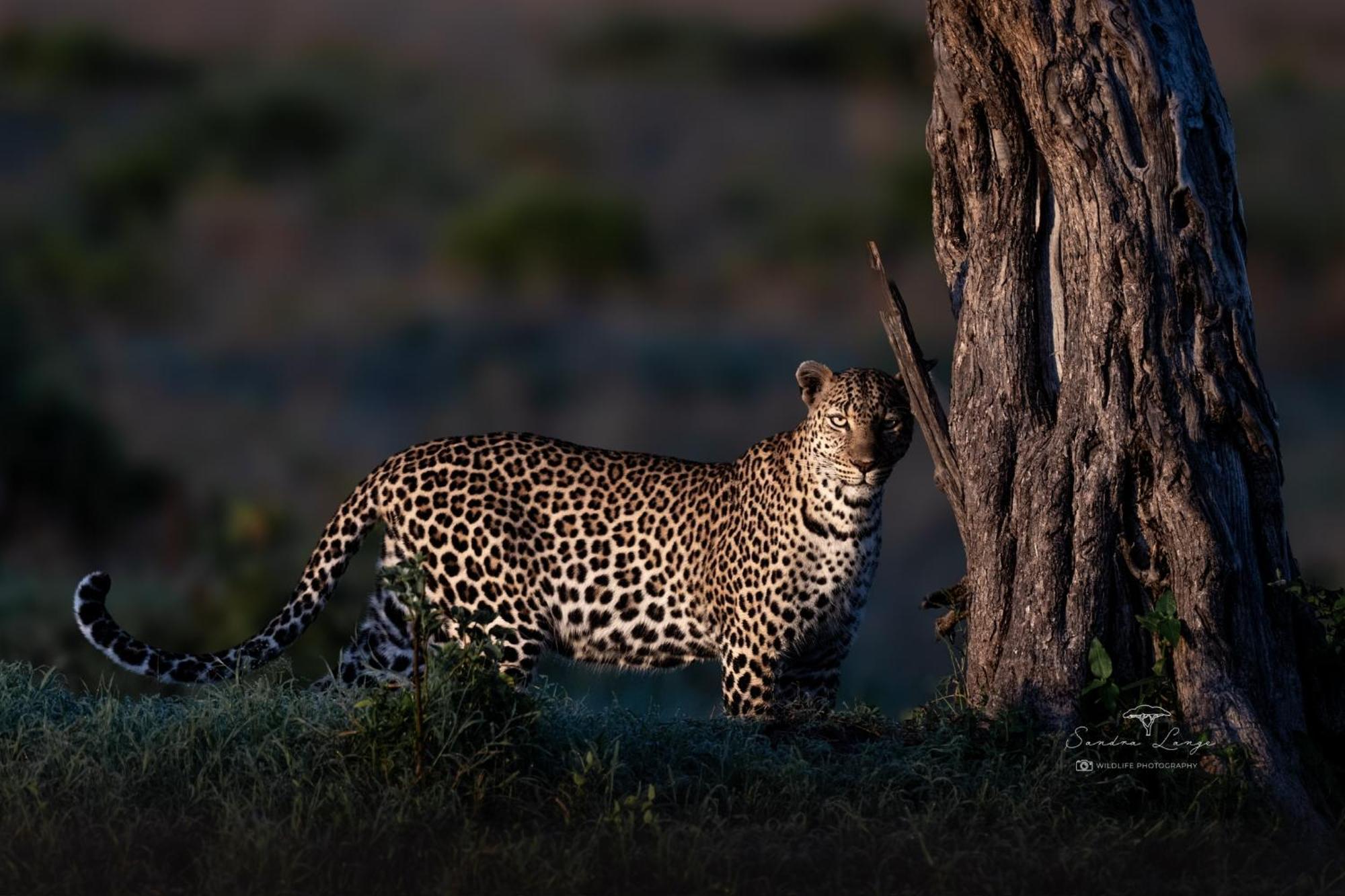 Olkinyei Mara Tented Camp Talek Экстерьер фото